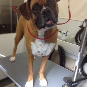 fur-connection-pet-grooming-boxer