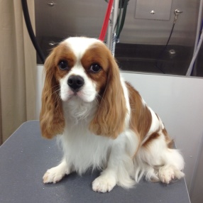 fur-connection-pet-grooming-cavalier