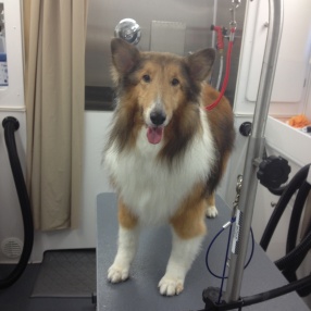 fur-connection-pet-grooming-sheltie-2